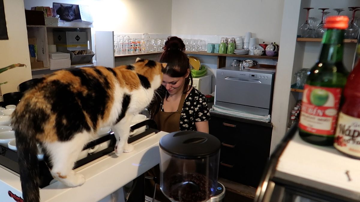 Kočičí kavárna v Plzni řeší rozjívené děti, možná jim zakáže vstup